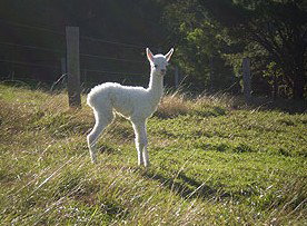 Jaspers Brush B And B - New Castle Holiday 0