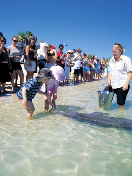 Monkey Mia Dolphin Resort - New Castle Holiday 1