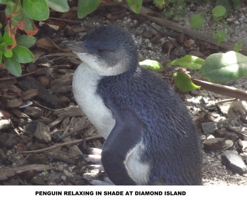 Diamond Island Resort - New Castle Holiday 2