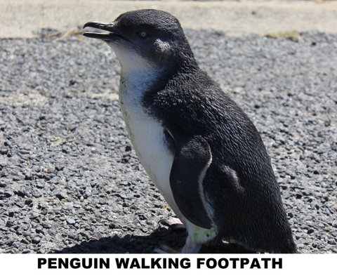 Diamond Island Resort - New Castle Holiday 4