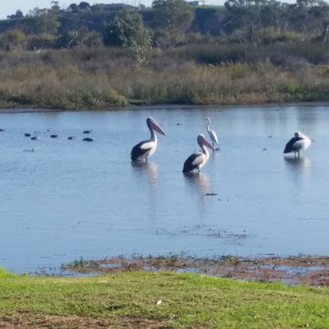 Avoca Dell Caravan Park - New Castle Holiday 8