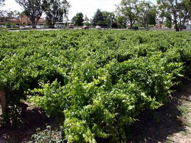 The Nuriootpa Vine Court Motel - New Castle Holiday 2