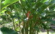 Virginia Heliconia Farm - thumb 2