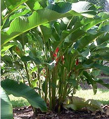 Virginia Heliconia Farm - New Castle Holiday 2