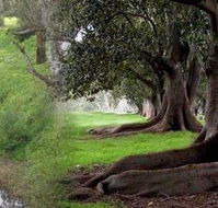 Rivergum Cottage - New Castle Holiday