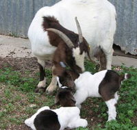 Redwing Shearer's Quarters - New Castle Holiday