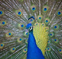 Willunga Peacock Farm Bed and Breakfast - New Castle Holiday