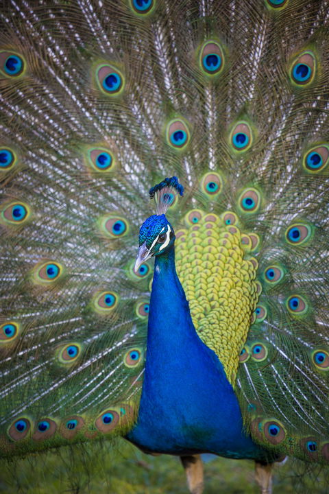 Willunga Peacock Farm Bed And Breakfast - New Castle Holiday 0