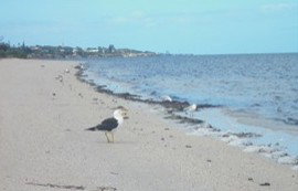 Tucked Away At Brownlow - New Castle Holiday 2