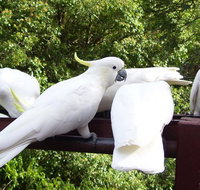 Lorikeet Lane BB - New Castle Holiday