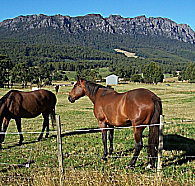 Hurlfield Farm Cottage - New Castle Holiday