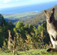 Rainbow Retreat Wilderness Eco Cabins - New Castle Holiday