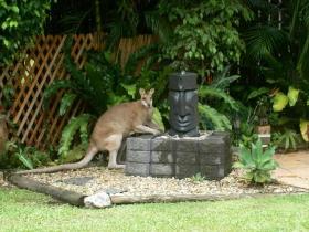 Bluewater Bed And Breakfast Cairns - New Castle Holiday 0