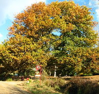 Red Rooster Host Farm - New Castle Holiday