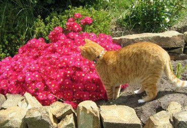 Huon Valley Bed And Breakfast - New Castle Holiday 1