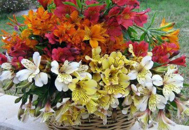 Huon Valley Bed And Breakfast - New Castle Holiday 3