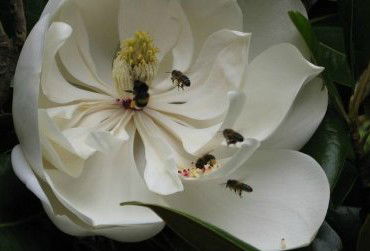 Huon Valley Bed And Breakfast - New Castle Holiday 5