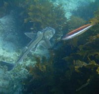 Honeymoon Bay - New Castle Holiday