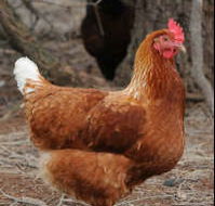 Avonmore Estate Biodynamic Winery - New Castle Holiday