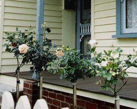 Rose Cottage Bed & Breakfast - New Castle Holiday 3