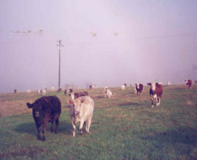 Seeview Farmstay - New Castle Holiday 0