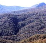 Callicoma Hill Eco-Cabins - New Castle Holiday