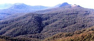 Callicoma Hill Eco-Cabins - New Castle Holiday 0