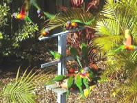 Chamomile Bed And Breakfast - New Castle Holiday 1