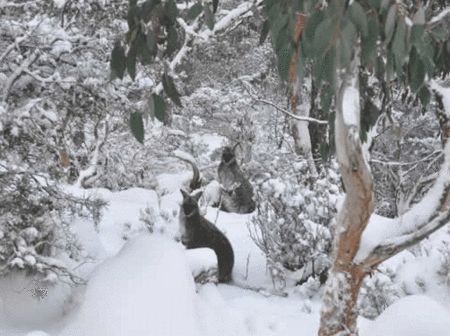 Blue Lake Lodge - New Castle Holiday 1