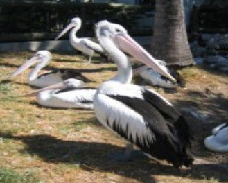 Laurieton NSW New Castle Holiday