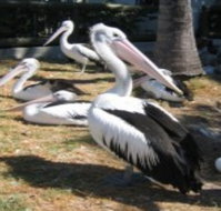 Christmas Cove Caravan Park - New Castle Holiday