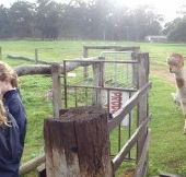 Boronia Farm Farmstay - New Castle Holiday