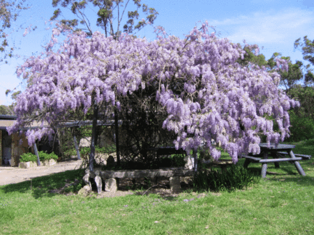 Studio Cottages Romantic Hideaway - New Castle Holiday 5