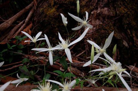 Walpole Wilderness Resort - New Castle Holiday 7