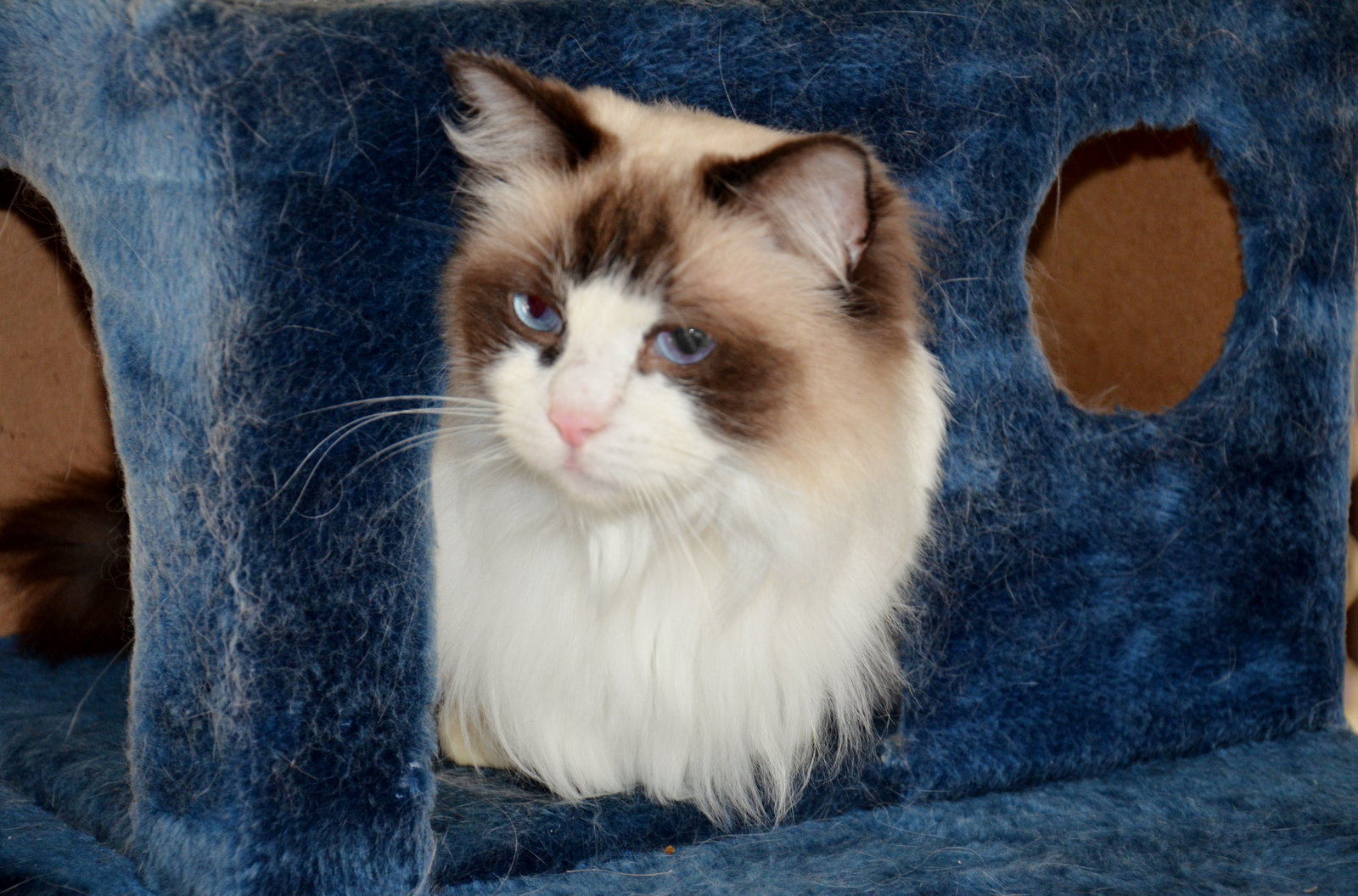 Canning Vale WA New Castle Holiday