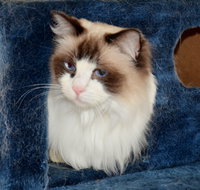 Crufts K9 Lodge amp Cat Hotel - New Castle Holiday