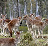 Lake Leake Chalet - New Castle Holiday