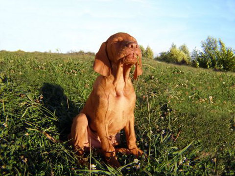 Wingham Pet Motel - New Castle Holiday 0