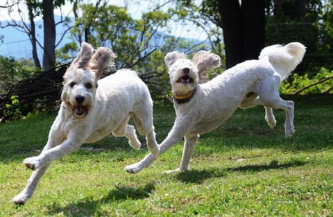 Wingham Pet Motel - New Castle Holiday 4