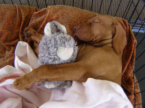 Wingham Pet Motel - New Castle Holiday 6