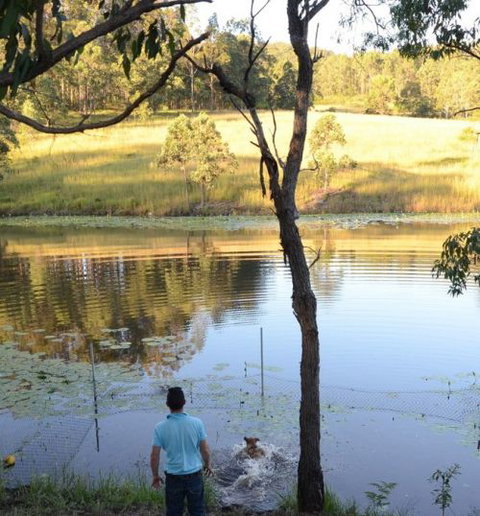 Wingham Pet Motel - New Castle Holiday 7