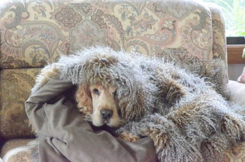 Wingham Pet Motel - New Castle Holiday 8