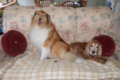 Wingham Pet Motel - New Castle Holiday 9