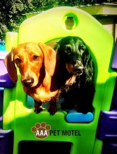 AAA Pet Motel - New Castle Holiday 0