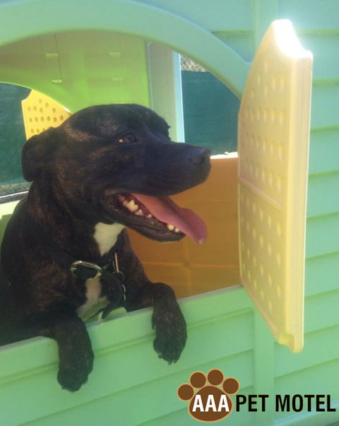 AAA Pet Motel - New Castle Holiday 4