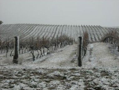 Turners Vineyard - New Castle Holiday 3