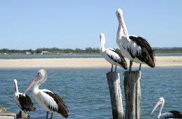 Tuncurry Sunset Motel - New Castle Holiday 3
