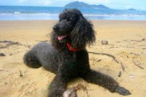 Dunk Island View Caravan Park - New Castle Holiday 4