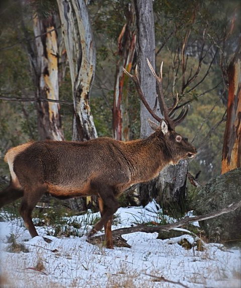Moonbah Hut - New Castle Holiday 6