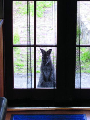 VARUNA - New Castle Holiday 4